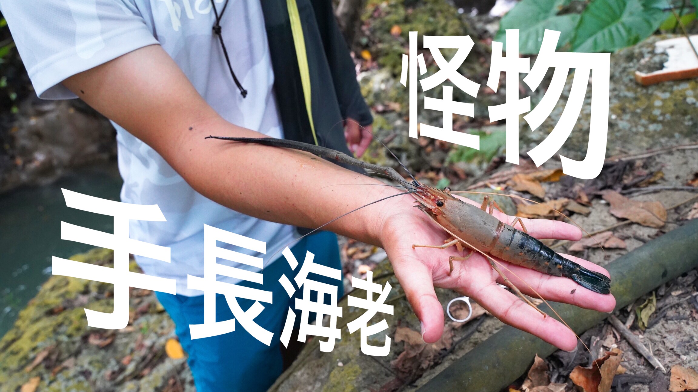 怪物テナガエビ釣り 手長海老